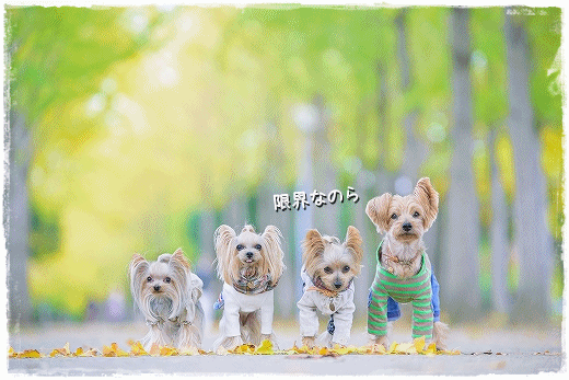黄色い絨毯はまだでした。_d0179828_20095221.gif