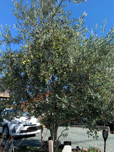 ご近所さんが使わない家と塀を取り壊したら、今まで見えなかった大きなオリーブの木が出てきた_f0243731_16195259.jpg