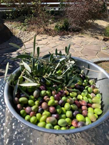 ご近所さんが使わない家と塀を取り壊したら、今まで見えなかった大きなオリーブの木が出てきた_f0243731_16215399.jpg
