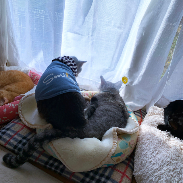 れんちゃんのあこがれの。_d0355333_20231447.jpg