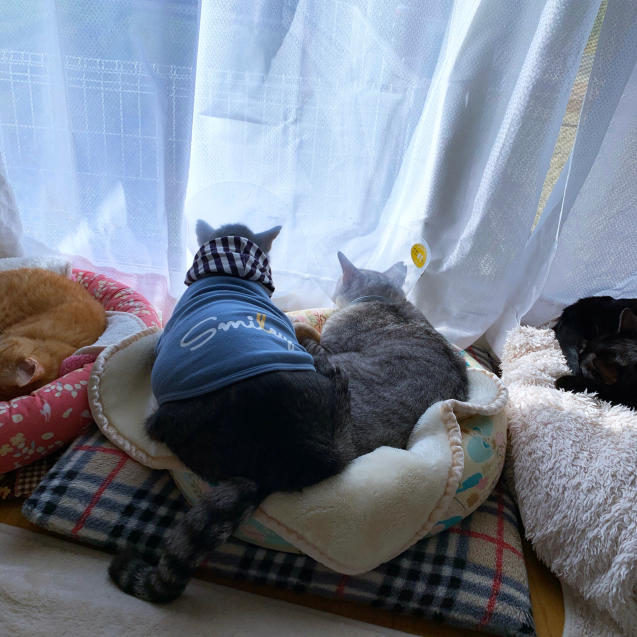 れんちゃんのあこがれの。_d0355333_20231539.jpg