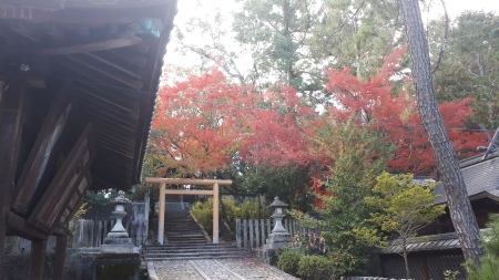 京都紅葉速報2019 今宮神社_d0106134_09170544.jpg