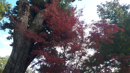 京都紅葉速報2019 今宮神社_d0106134_09170566.jpg