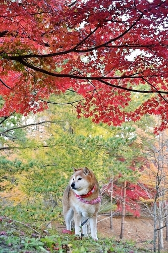 花犬風月_b0314043_08210999.jpg