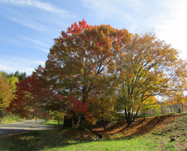 紅葉+自転車=再会_e0136049_912073.jpg