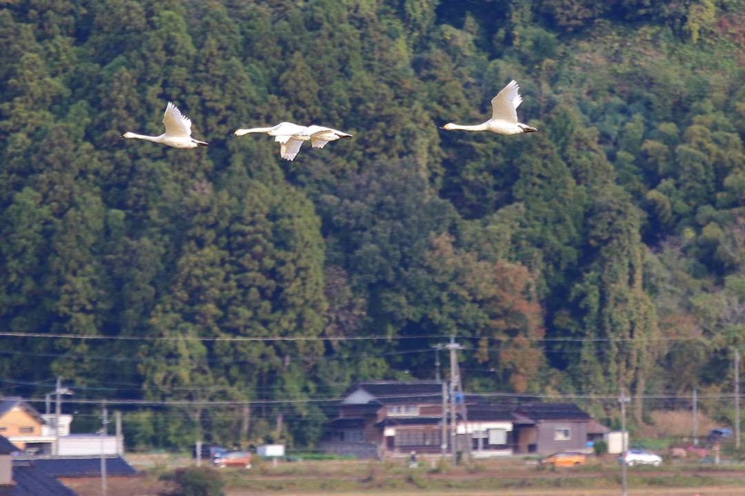 e0403850_14484527.jpg