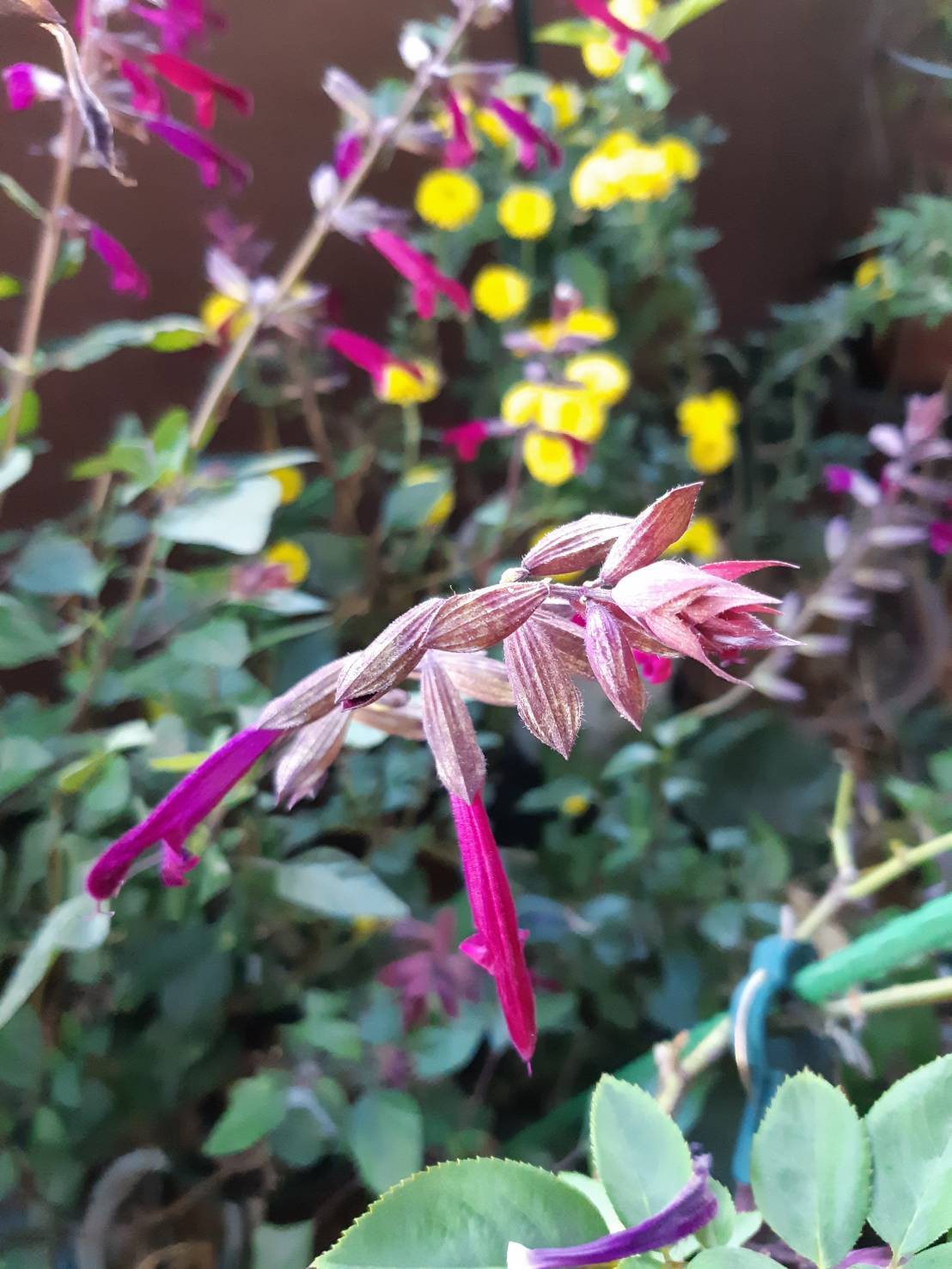 宿根サルビア 花暮らしの記