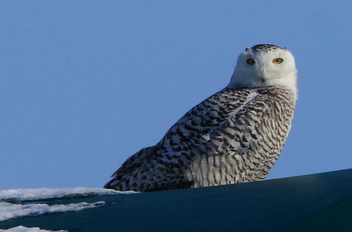 ゴルフ場のシロフクロウ 過去の記録 アイヌモシリの野生たち 獣と野鳥の写真図鑑 ゴルフ場のシロフクロウ 過去の記録 アイヌモシリの野生たち 獣と野鳥の写真図鑑