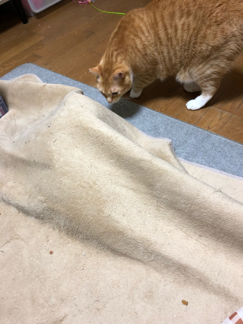 進化形は失敗作?_e0355177_14005746.jpg