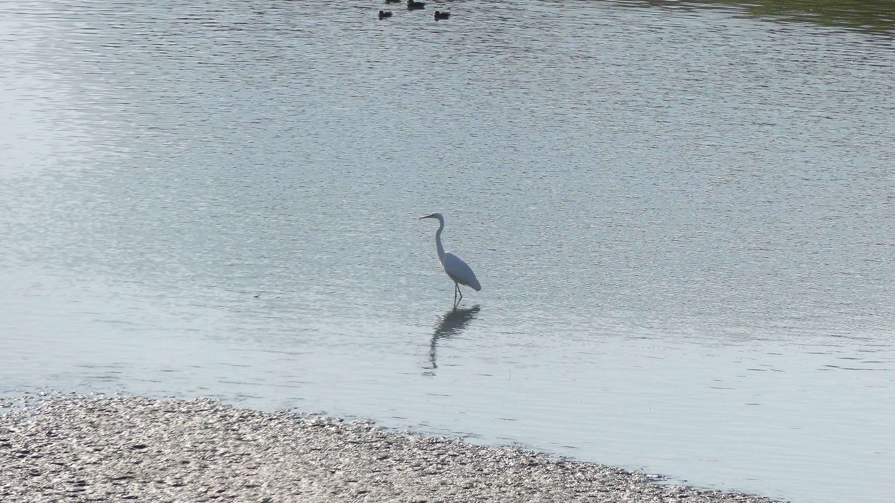 秋ヶ瀬公園ふたりぼっち その3_a0185081_10500031.jpg
