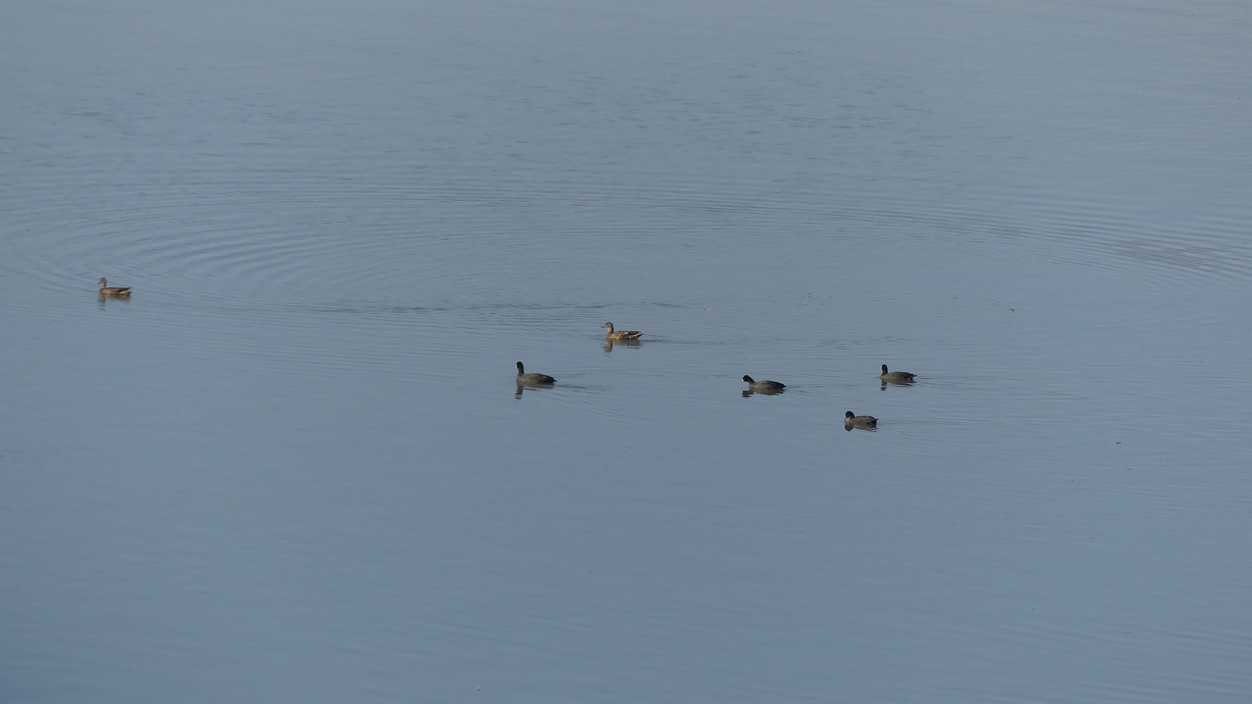 秋ヶ瀬公園ふたりぼっち その3_a0185081_10501687.jpg
