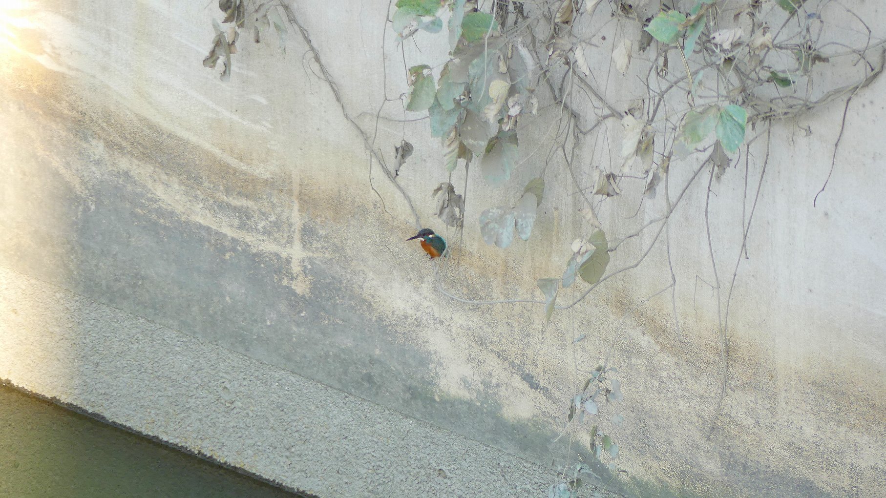 秋ヶ瀬公園ふたりぼっち その3_a0185081_11040949.jpg