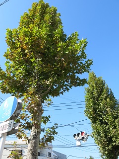 けさは冷えて目が覚めました。秋の深まり。「15日支払日」_e0130185_237627.jpg