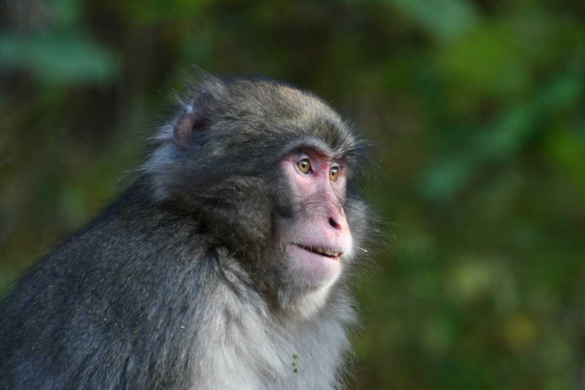 もう少し離れて〜おさるさん : 新 鳥さんと遊ぼう