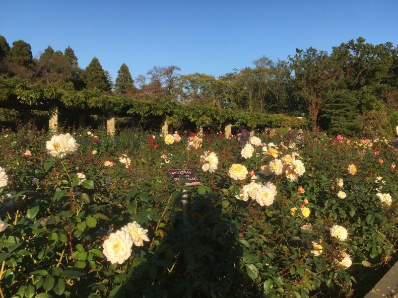 神代植物公園に行ってきました!_b0383324_22331831.jpg