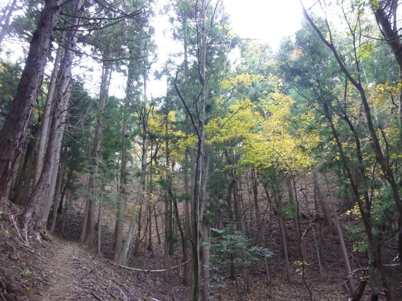 11 13 水 向山 オマキ平 ぽつぽつ山レポ ときどき休み ところにより道草