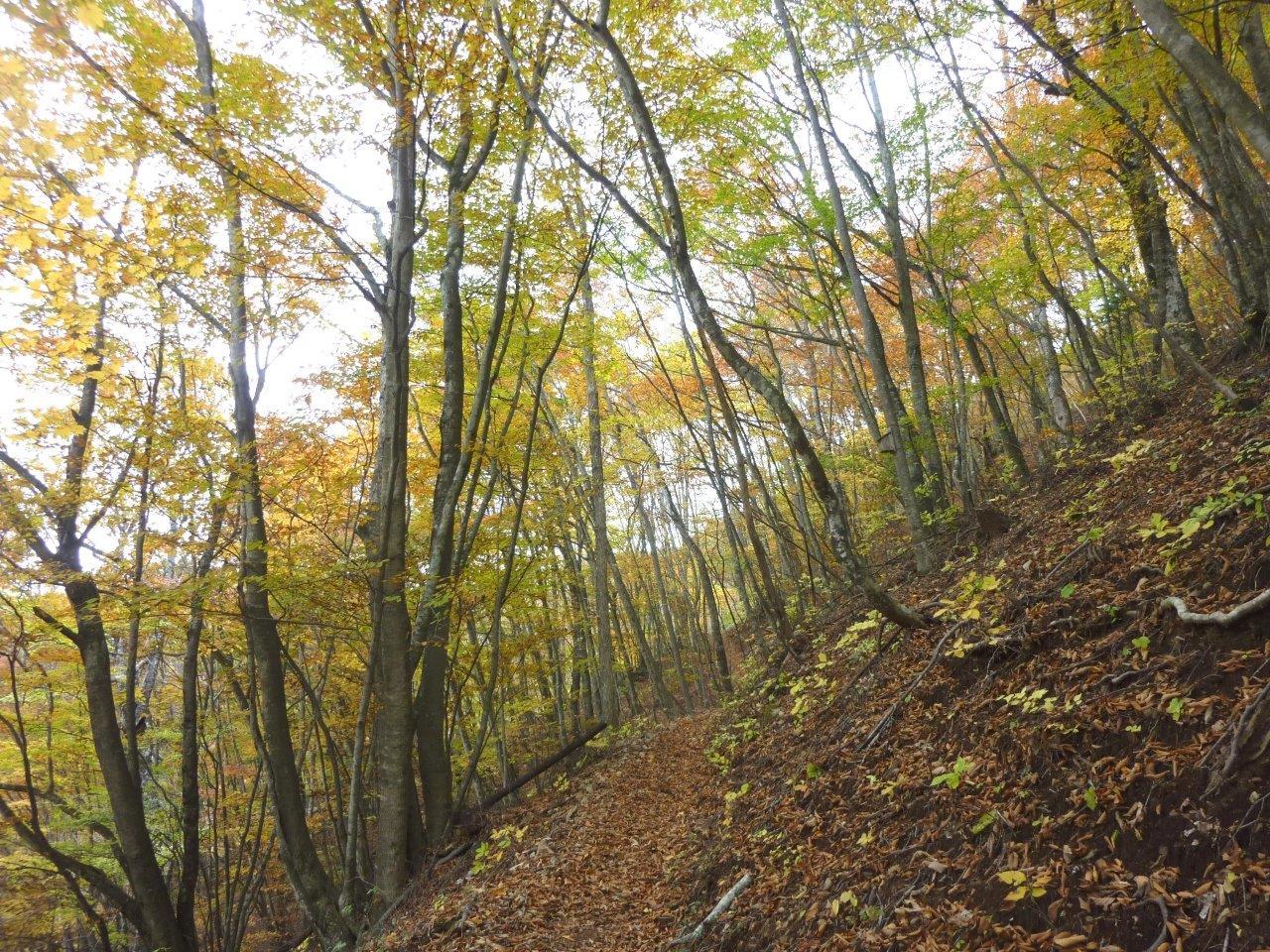 11 13 水 向山 オマキ平 ぽつぽつ山レポ ときどき休み ところにより道草