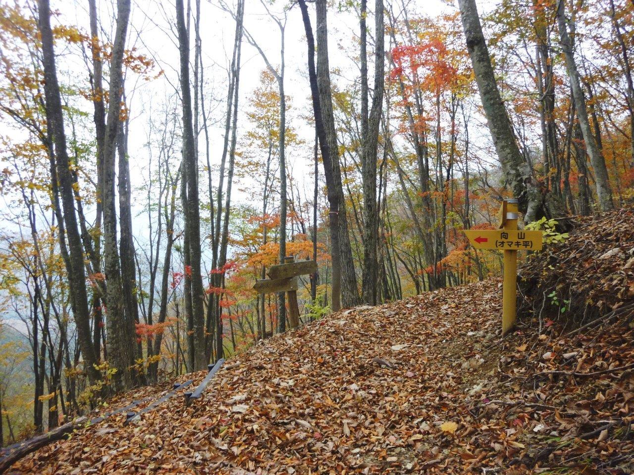 11 13 水 向山 オマキ平 ぽつぽつ山レポ ときどき休み ところにより道草