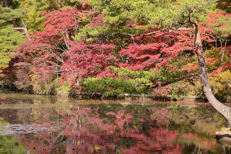 紅葉　森林植物園_f0099535_17445833.jpg