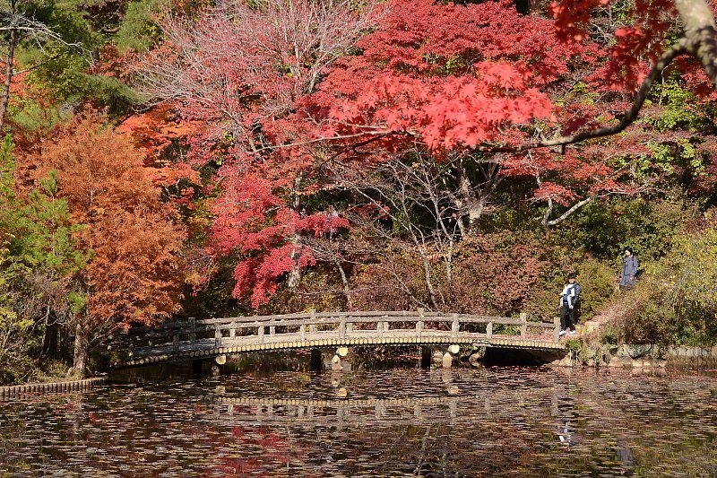 紅葉　森林植物園_f0099535_17452988.jpg