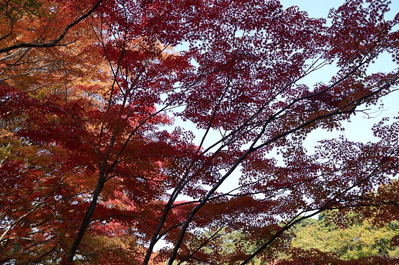 紅葉　森林植物園_f0099535_17453813.jpg