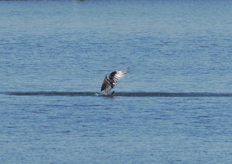 ミサゴが湿原に　５秒で６４連射　その１_d0290240_19150143.gif