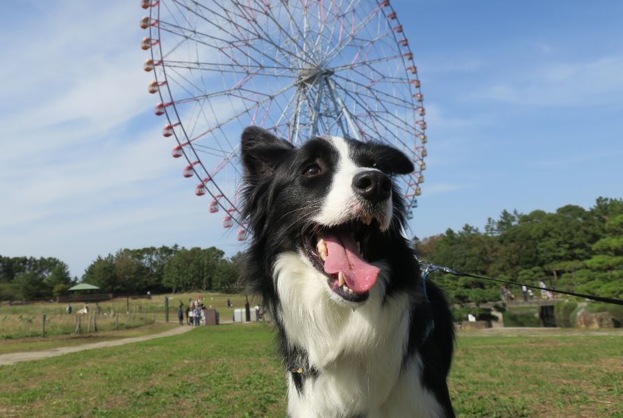 葛西臨海公園でお散歩♪_c0147241_23295088.jpg