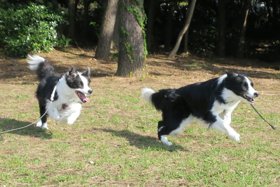 葛西臨海公園でお散歩♪_c0147241_23295644.jpg