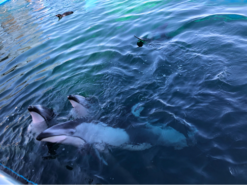 201911能登・金沢旅行記（７）～癒しの☆のとじま水族館♪_f0207146_16373217.jpg