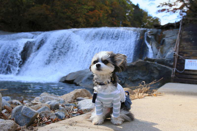 c0145250_11125868.gif