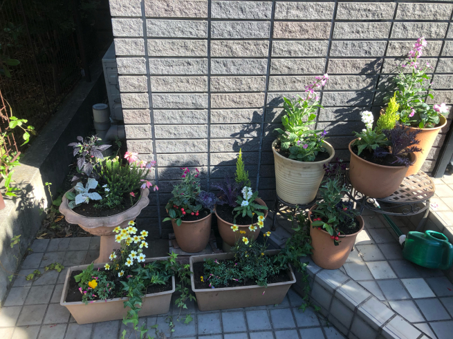 玄関前に植木鉢 目黒区 都立大の 花屋 Moco 花と 植物で楽しい毎日 一人で全力で営業中