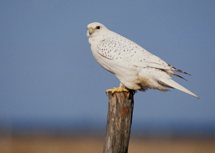 シロハヤブサの捜索＾＾ : アイヌモシリの野生たち 獣と野鳥の写真図鑑