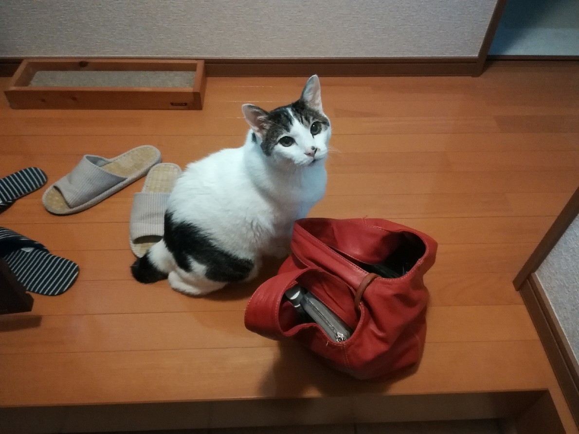 11月のスグミル_e0171874_20450514.jpg
