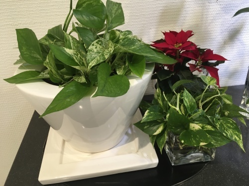 プレクリスマス準備_f0347891_00094036.jpeg