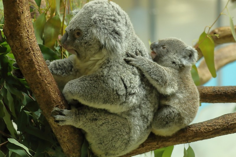 僕はコアラの赤ちゃん ニシチ もうママの袋の中には戻りません 旅プラスの日記