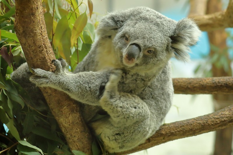僕はコアラの赤ちゃん ニシチ もうママの袋の中には戻りません 旅プラスの日記 僕はコアラの赤ちゃん ニシチ もうママの袋の中には戻りません 旅プラスの日記