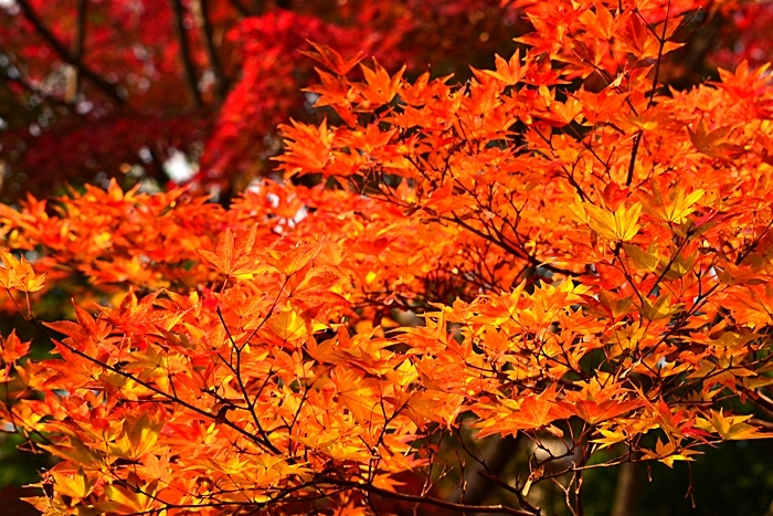 けいはんな記念公園の紅葉_a0240403_21302470.jpg