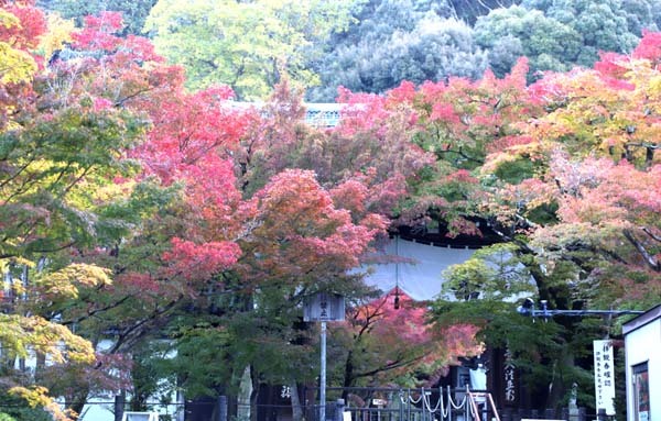 紅葉が始まった 永観堂_e0048413_21192847.jpg