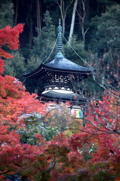 紅葉が始まった 永観堂_e0048413_21300275.jpg