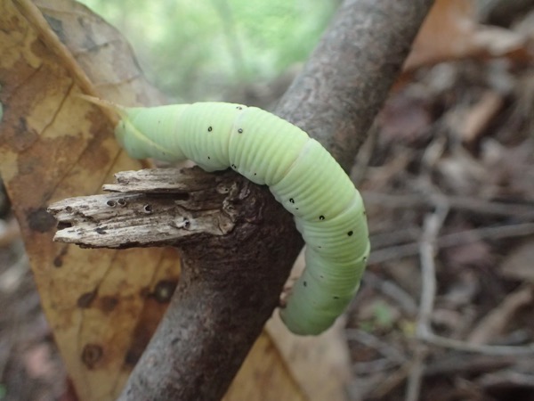 不規則な黒点のあるスズメガの幼虫 ヤドリバエ寄生跡 世話要らずの庭