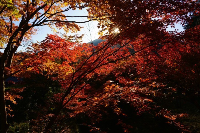 神蔵寺_e0177413_14355296.jpg