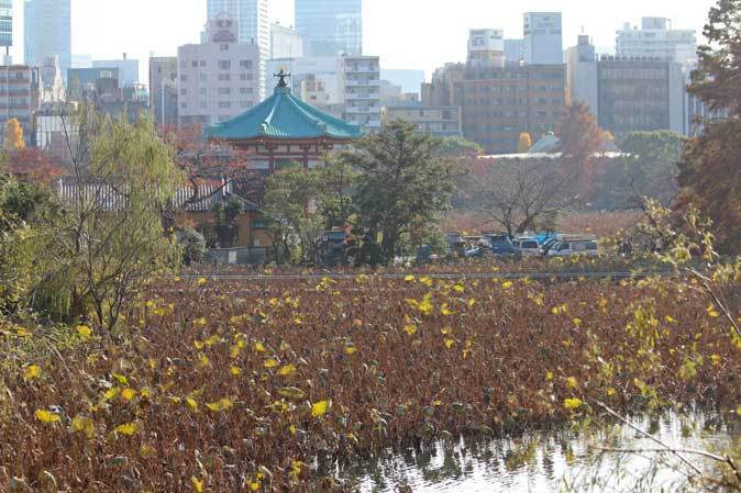 不忍池冬景色~動物たちのお食事風景:略奪カラスとゴリラファミリー(上野動物園 December 2018)_b0355317_11401468.jpg