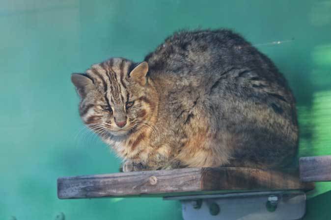 東山動植物園 ツシマヤマネコとニホンザル December 18 続々 動物園ありマス