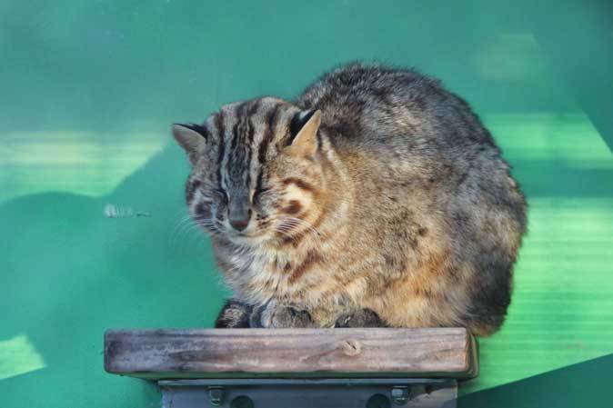 東山動植物園 ツシマヤマネコとニホンザル December 18 続々 動物園ありマス