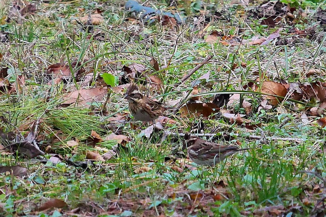 赤城自然園の紅葉黄葉は未だ全開になっていなくて・・・マアでも何時も何かしら面白い所よ_a0031821_17460224.jpg