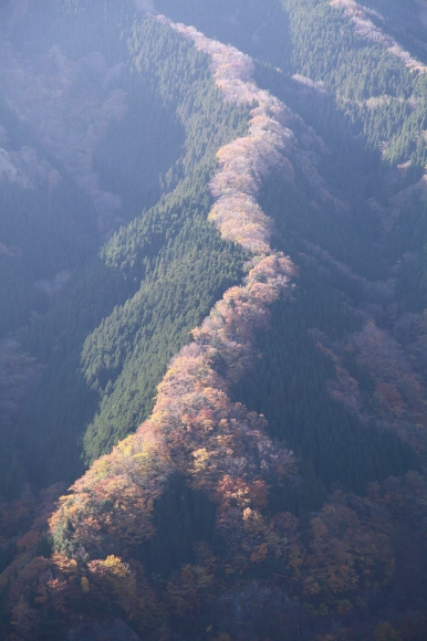 ナメコ谷（吉野郡上北山村）_e0103921_18333581.jpg