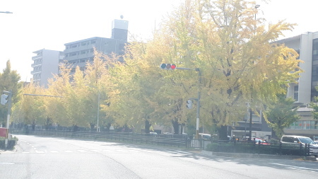 京都紅葉速報2019 吉田　堀川銀杏　龍安寺_d0106134_13103764.jpg