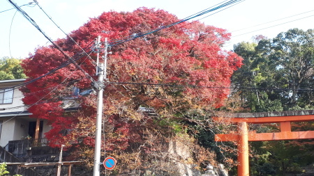 京都紅葉速報2019 吉田　堀川銀杏　龍安寺_d0106134_13103811.jpg