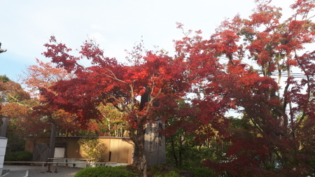 京都紅葉速報2019 将軍塚青蓮院青龍殿_d0106134_16404256.jpg