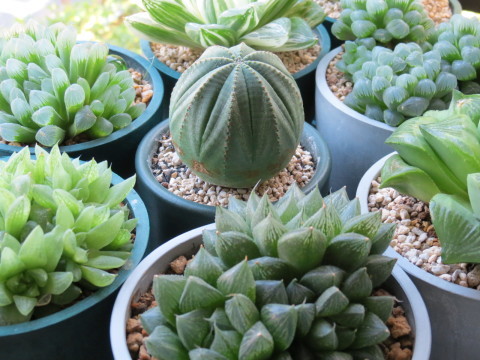新しい到着 丸い多肉植物「オベサ」 : あるまじろの庭 その他観葉植物